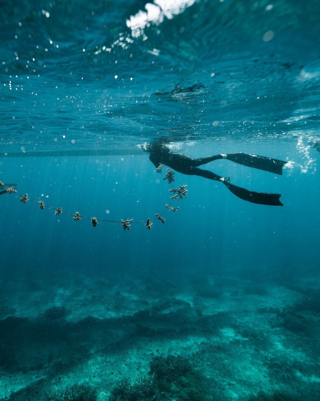 Save A Coral Baby
