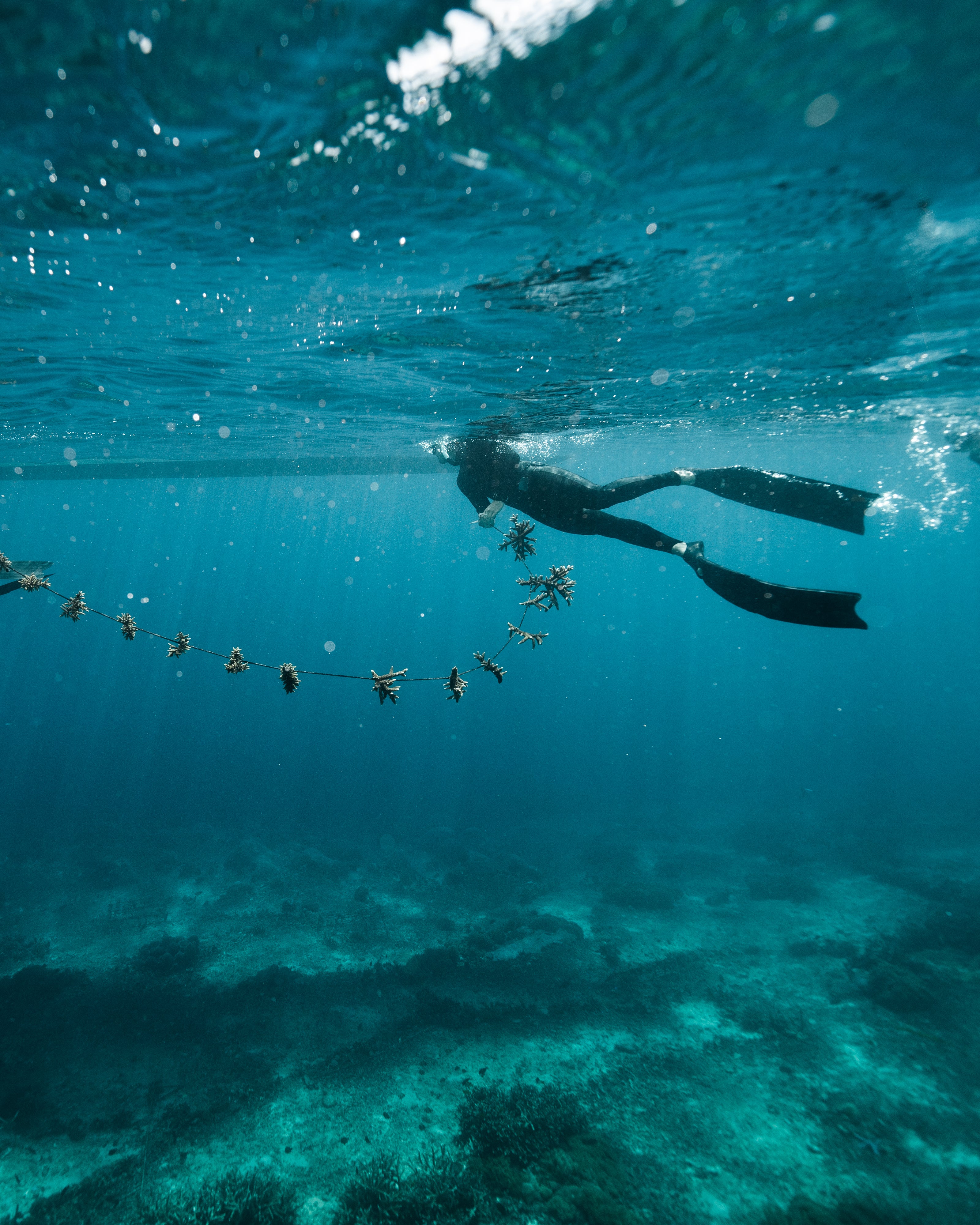 Save A Coral Baby