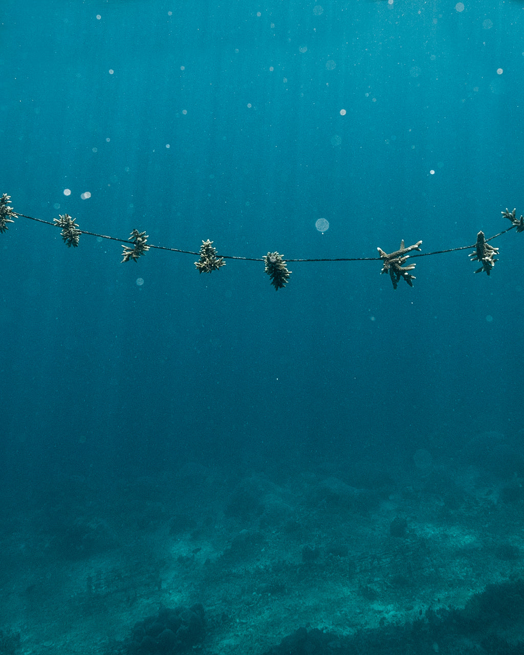 Save A Coral Baby