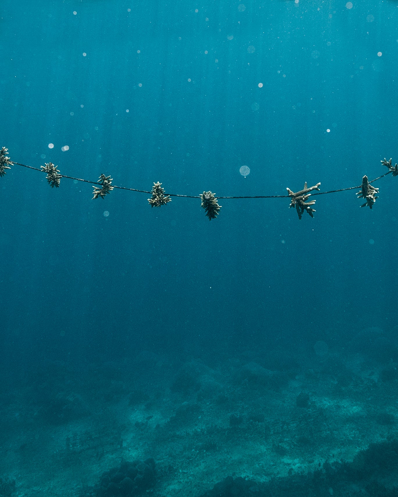 Save A Coral Baby