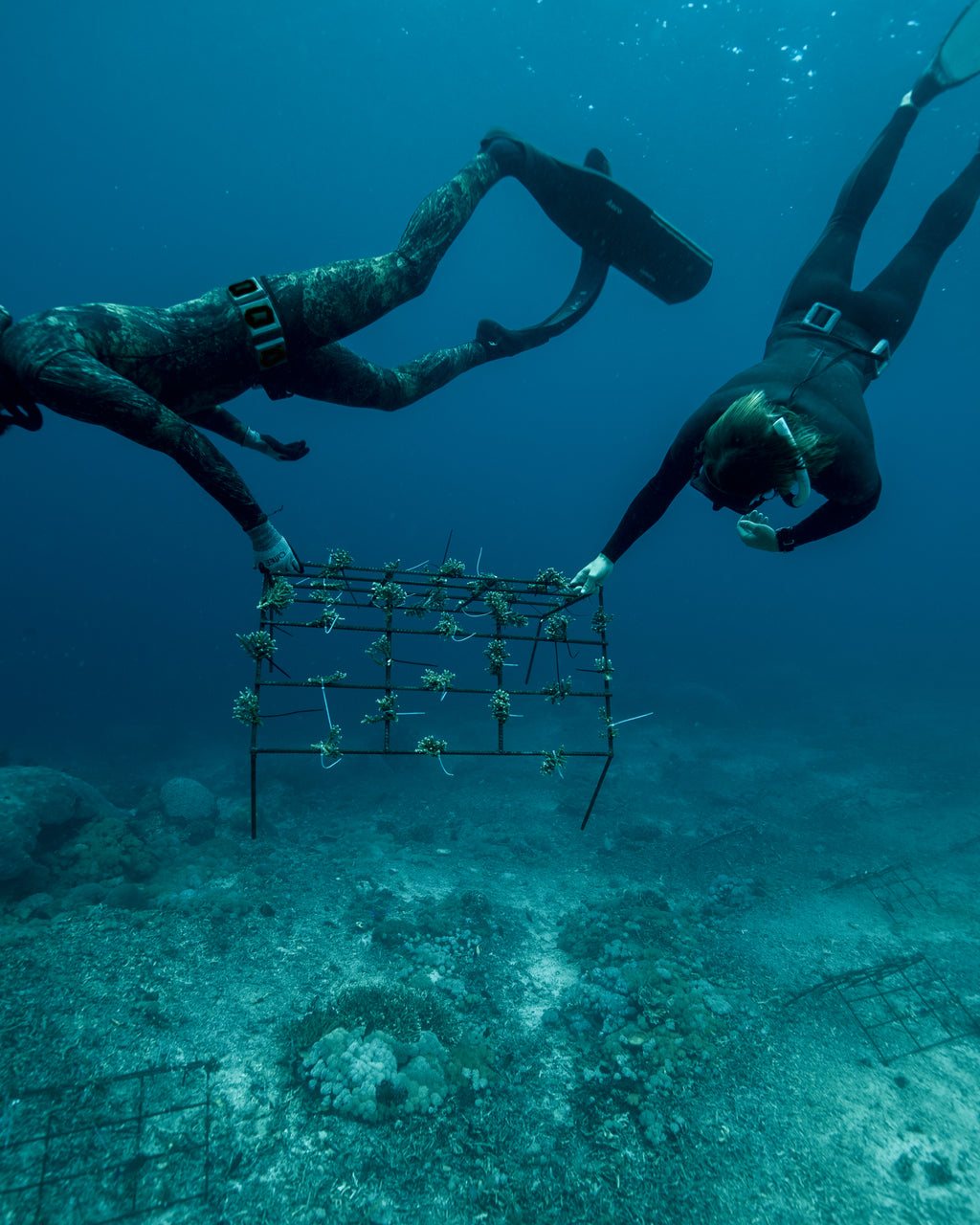 Restore An Entire Reef Ecosystem