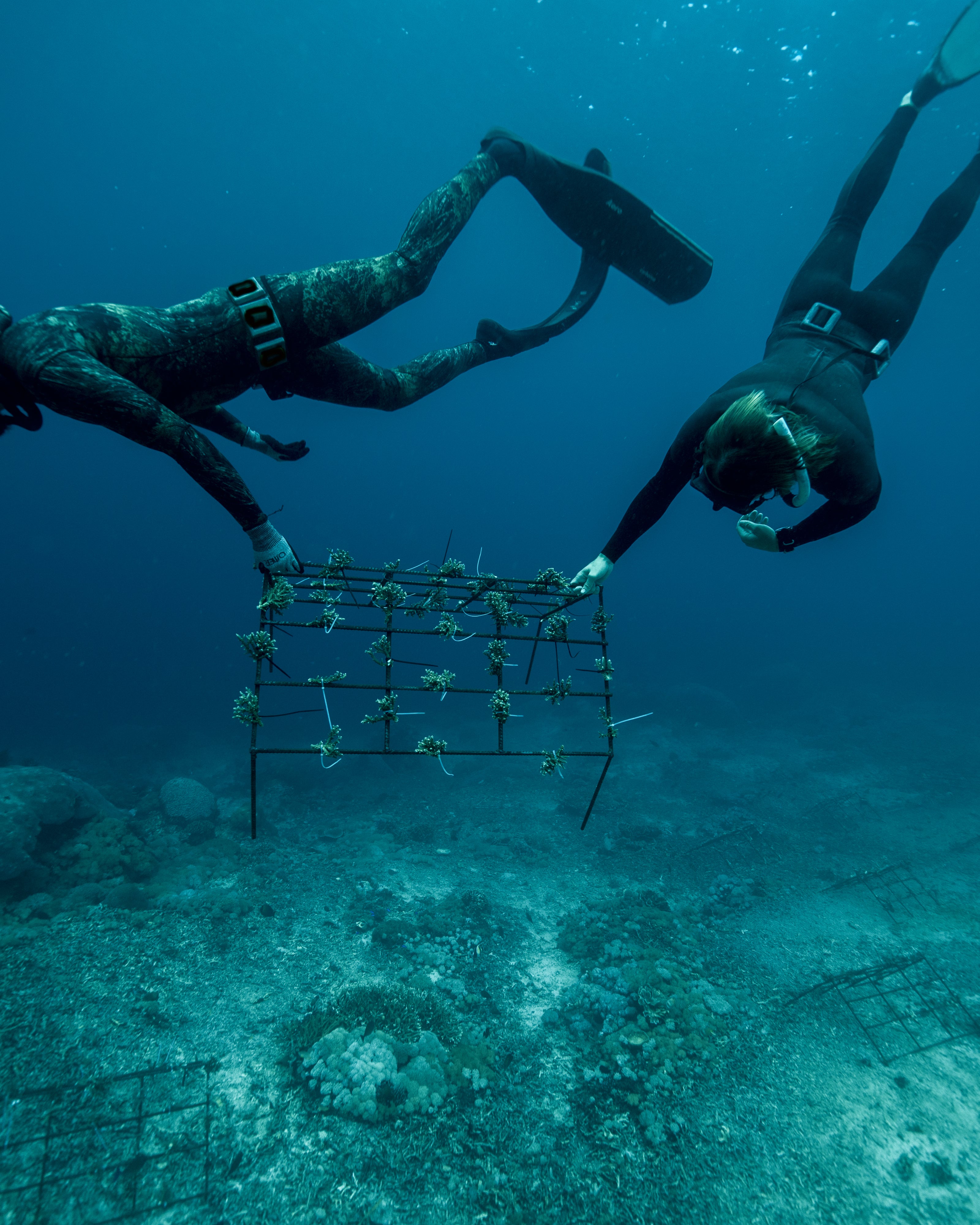 Restore An Entire Reef Ecosystem
