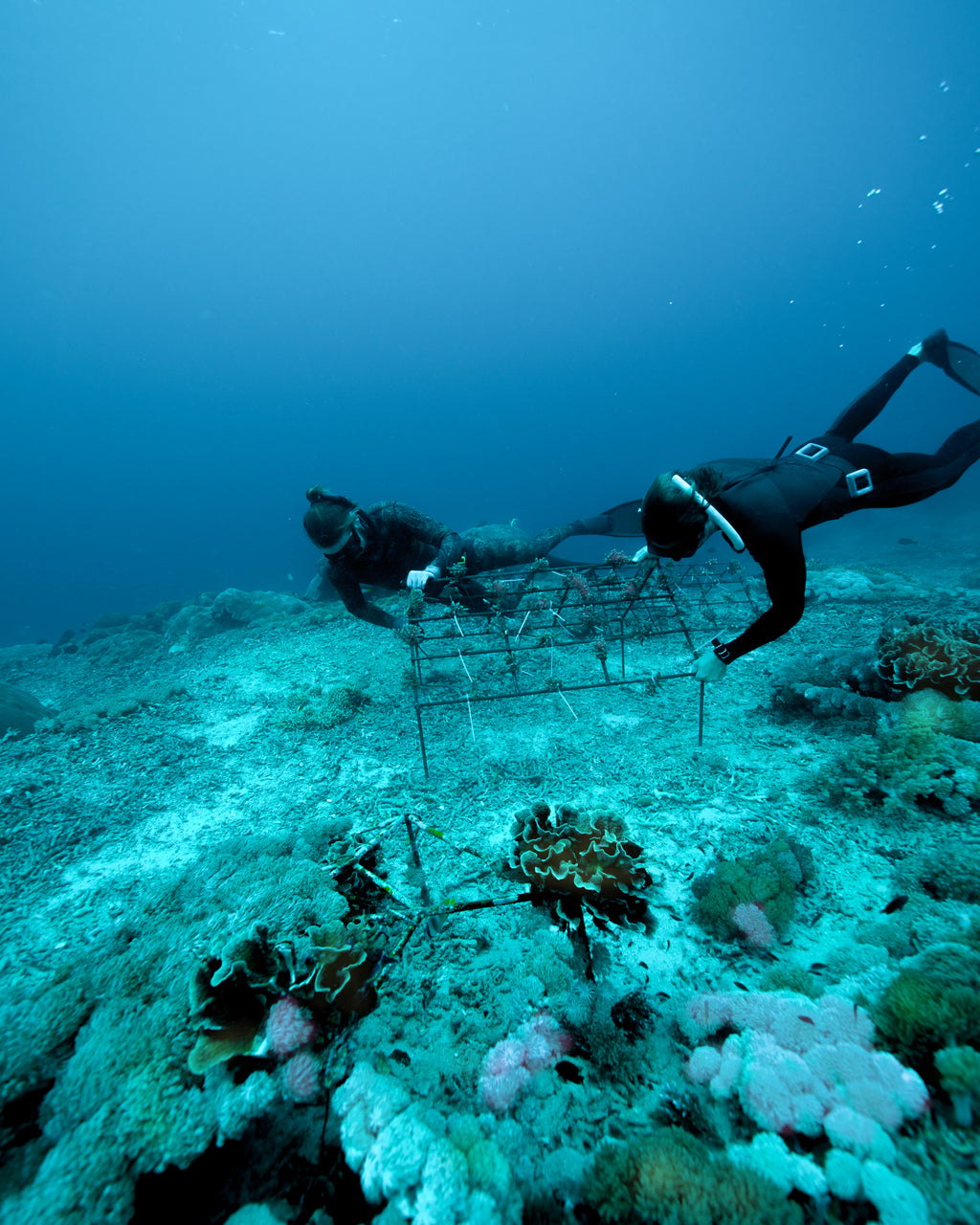 Restore An Entire Reef Ecosystem