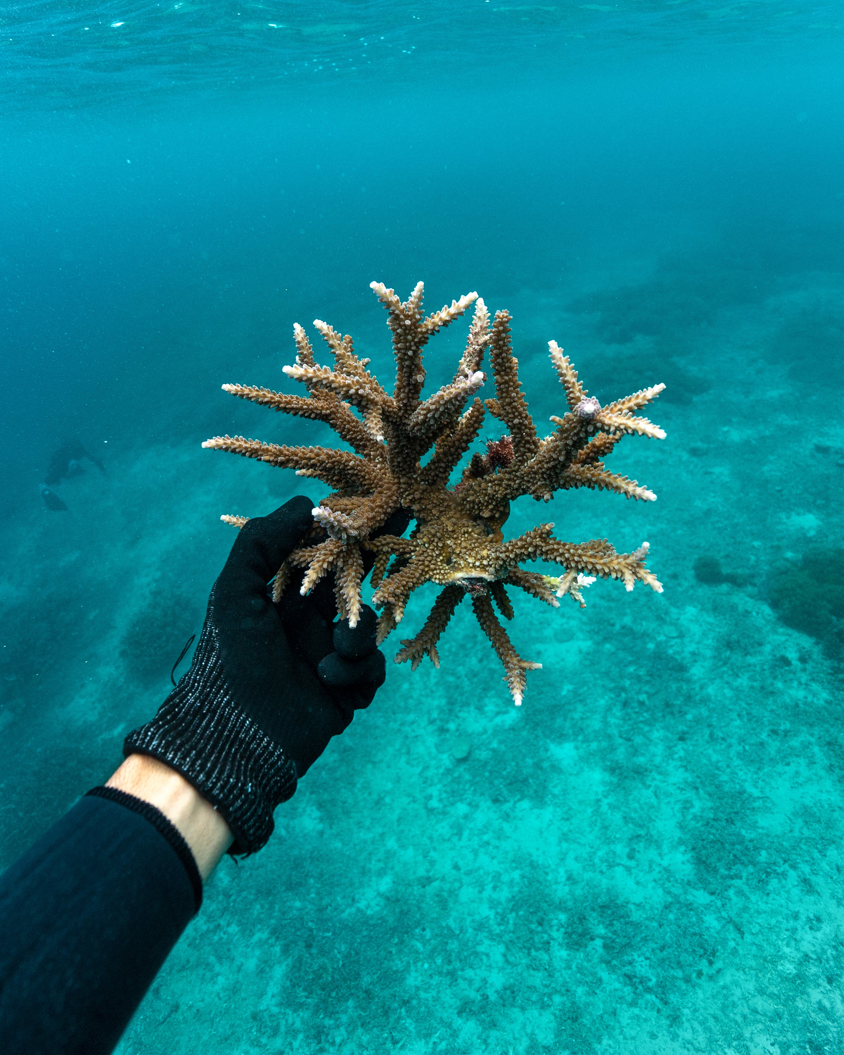 Plant A Grown Coral