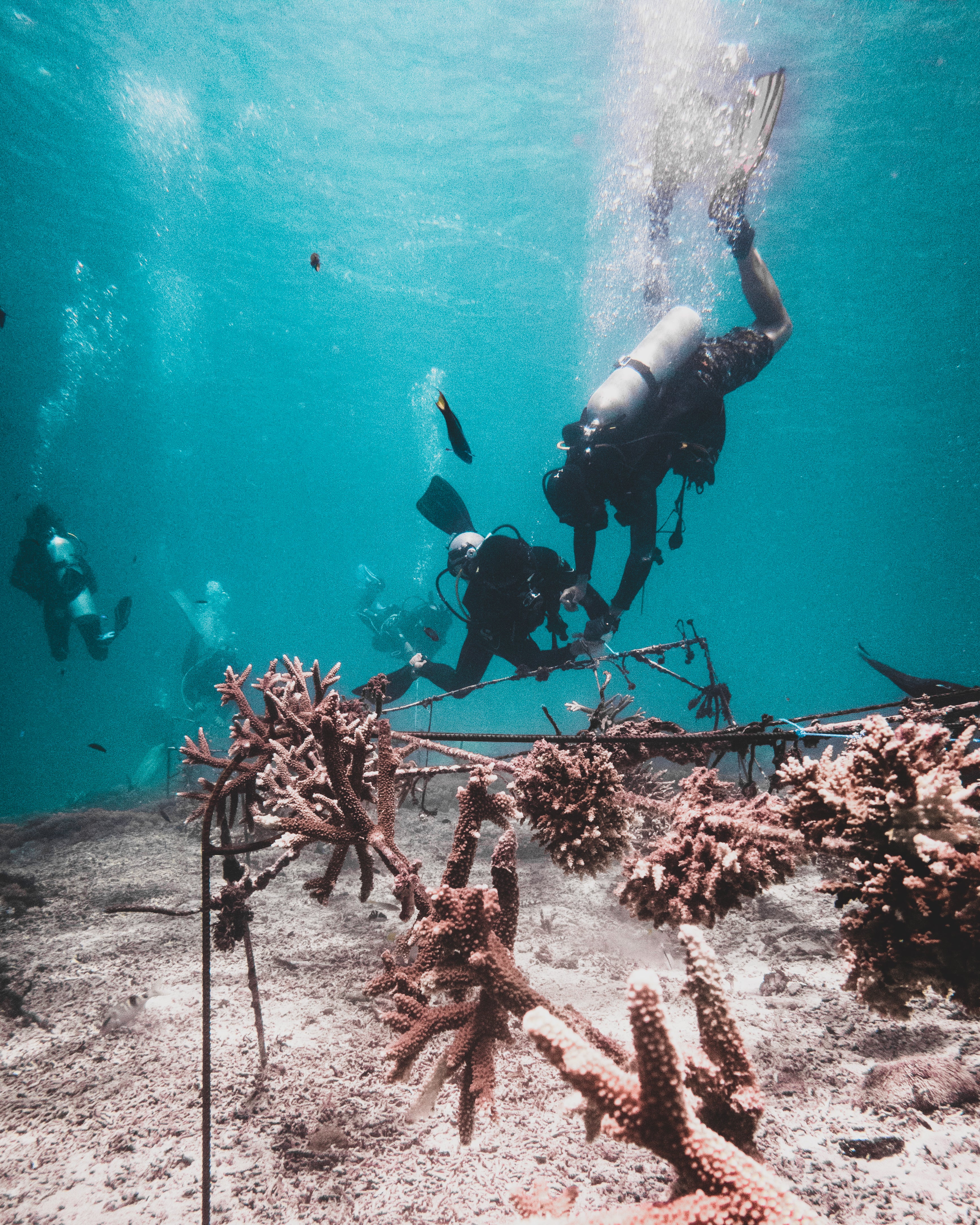 Save A Coral Baby