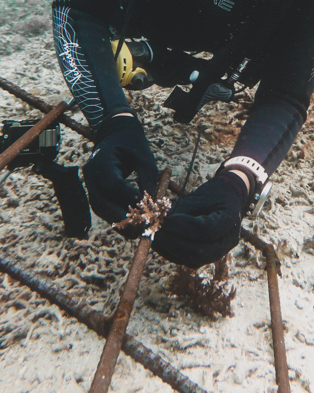 Plant A Grown Coral