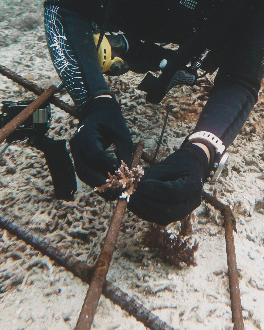 Plant A Grown Coral