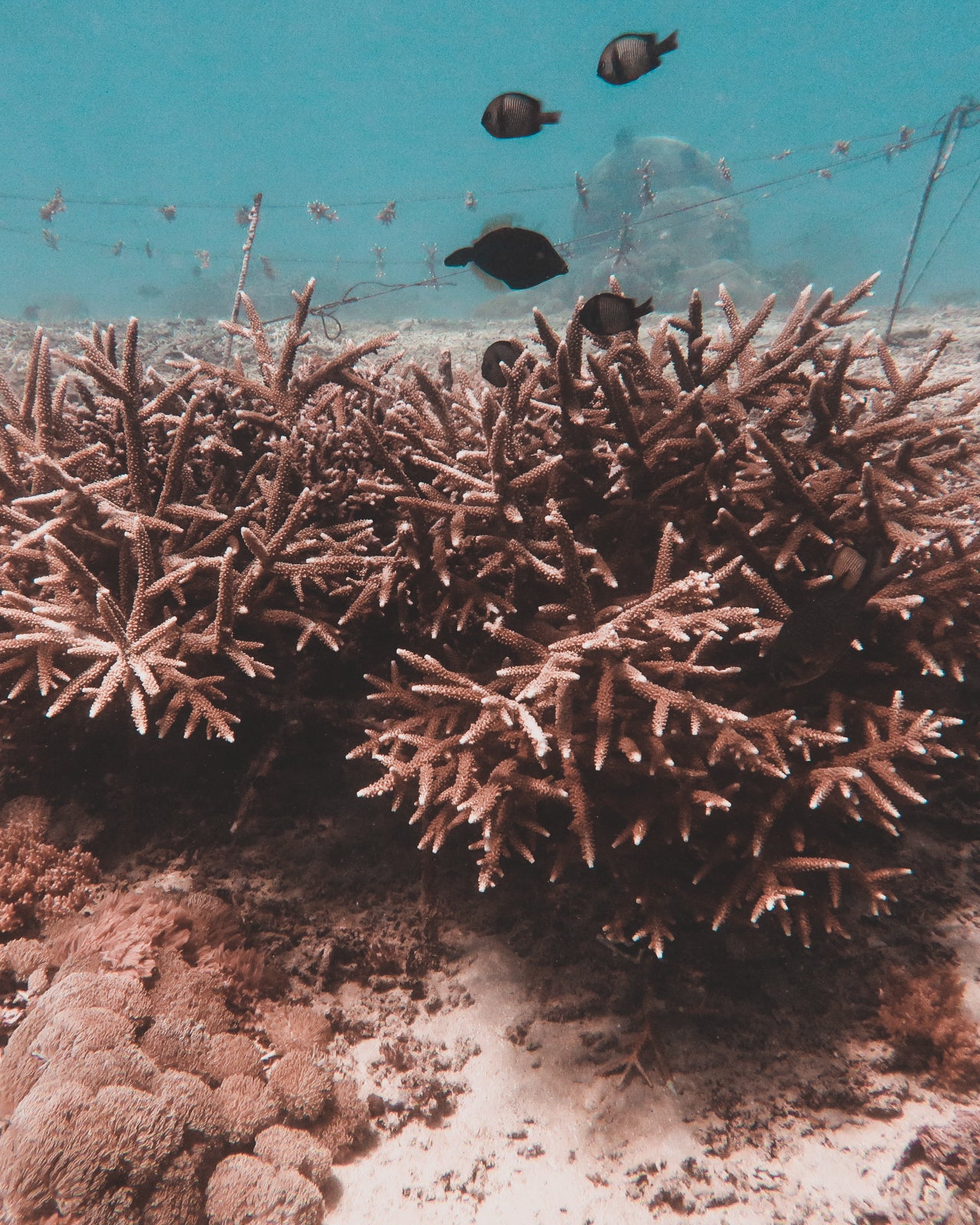Restore An Entire Reef Ecosystem