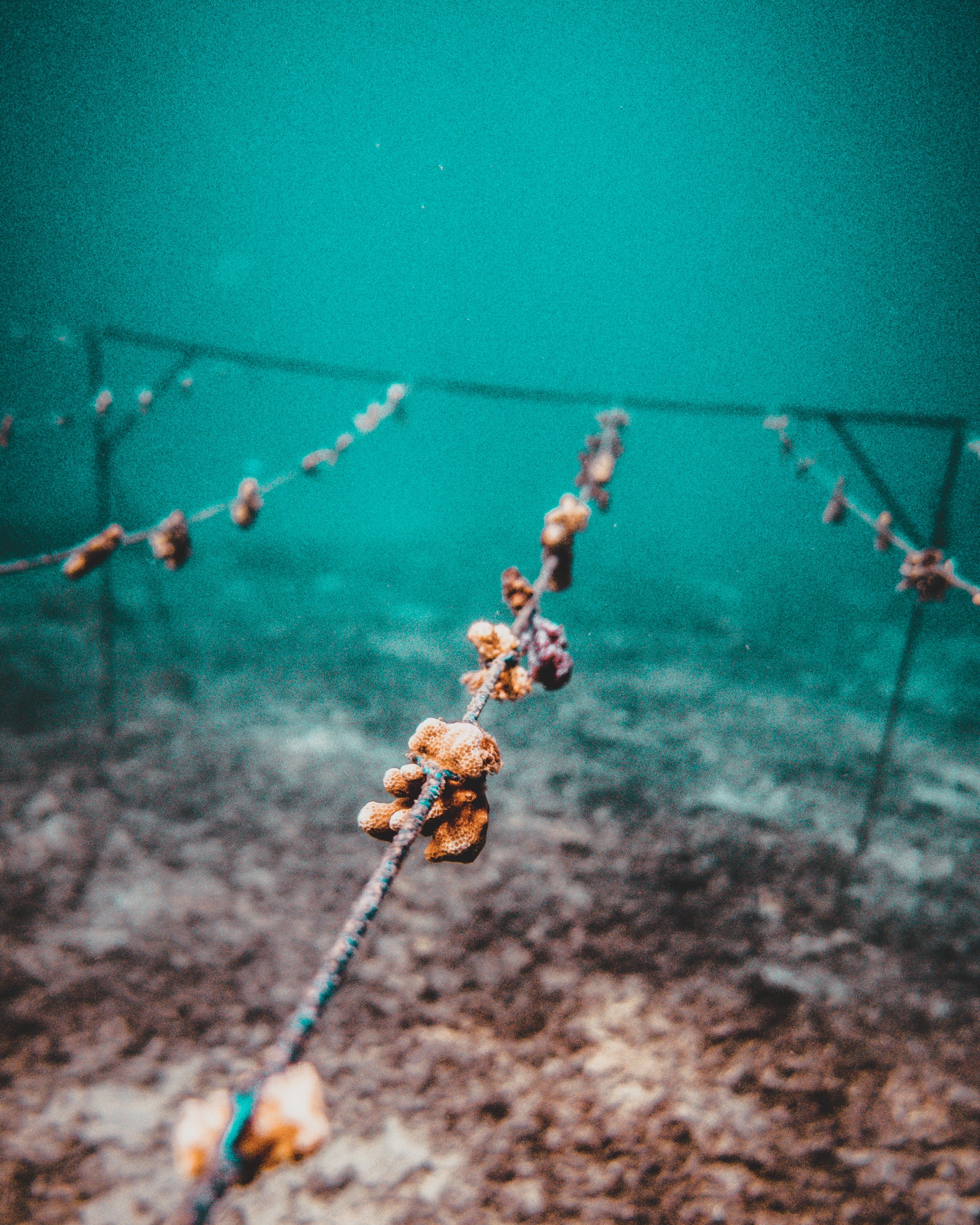Save A Coral Baby