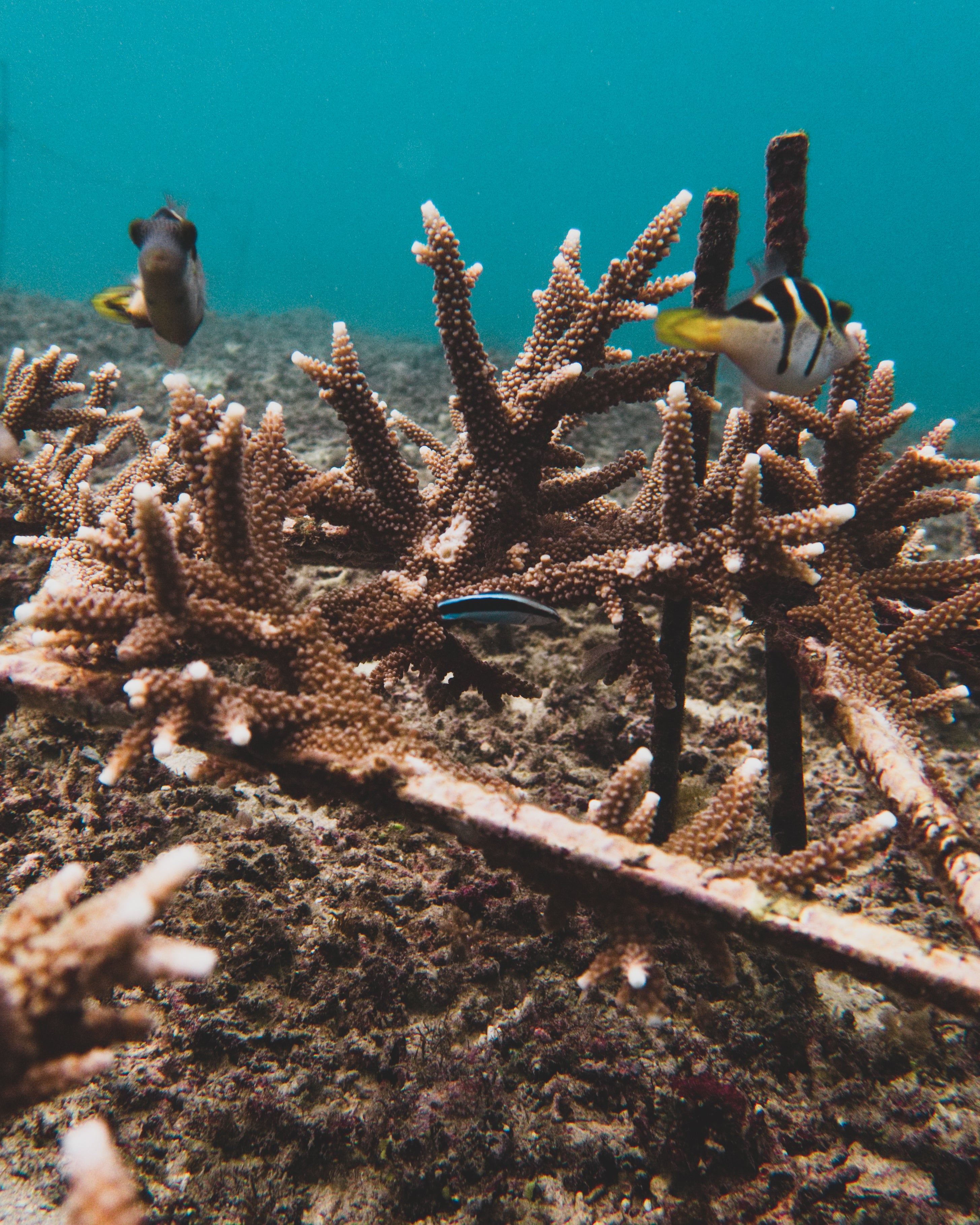 Restore An Entire Reef Ecosystem