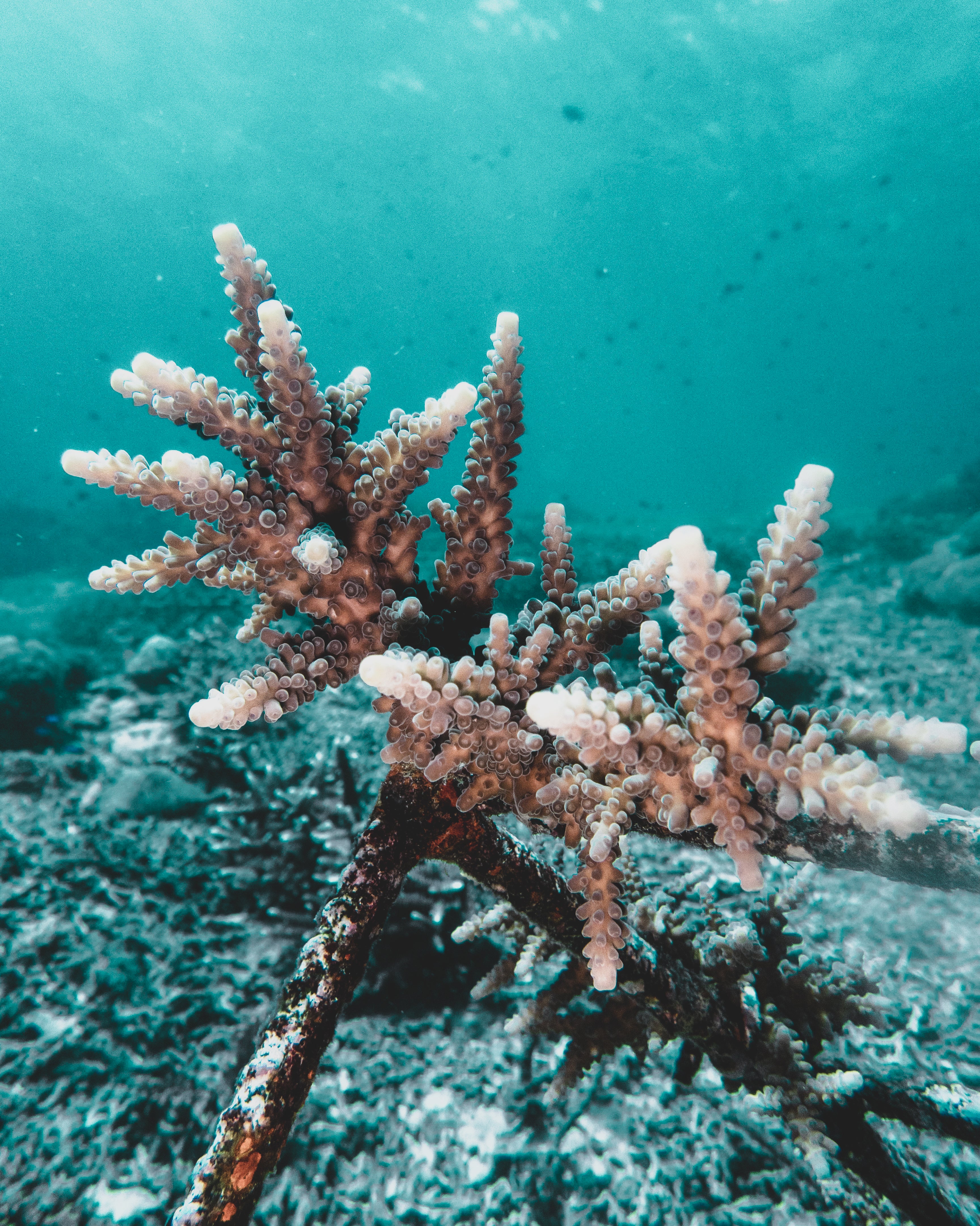 Plant A Grown Coral