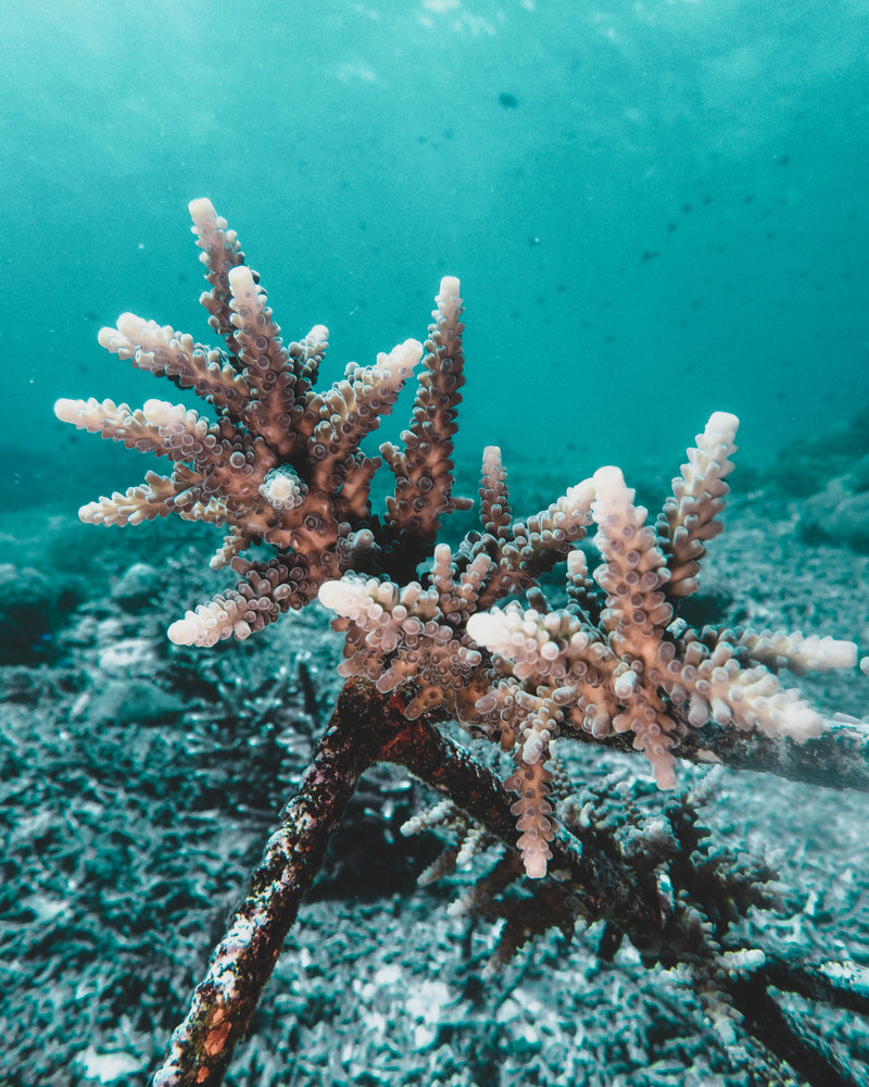 Plant A Grown Coral