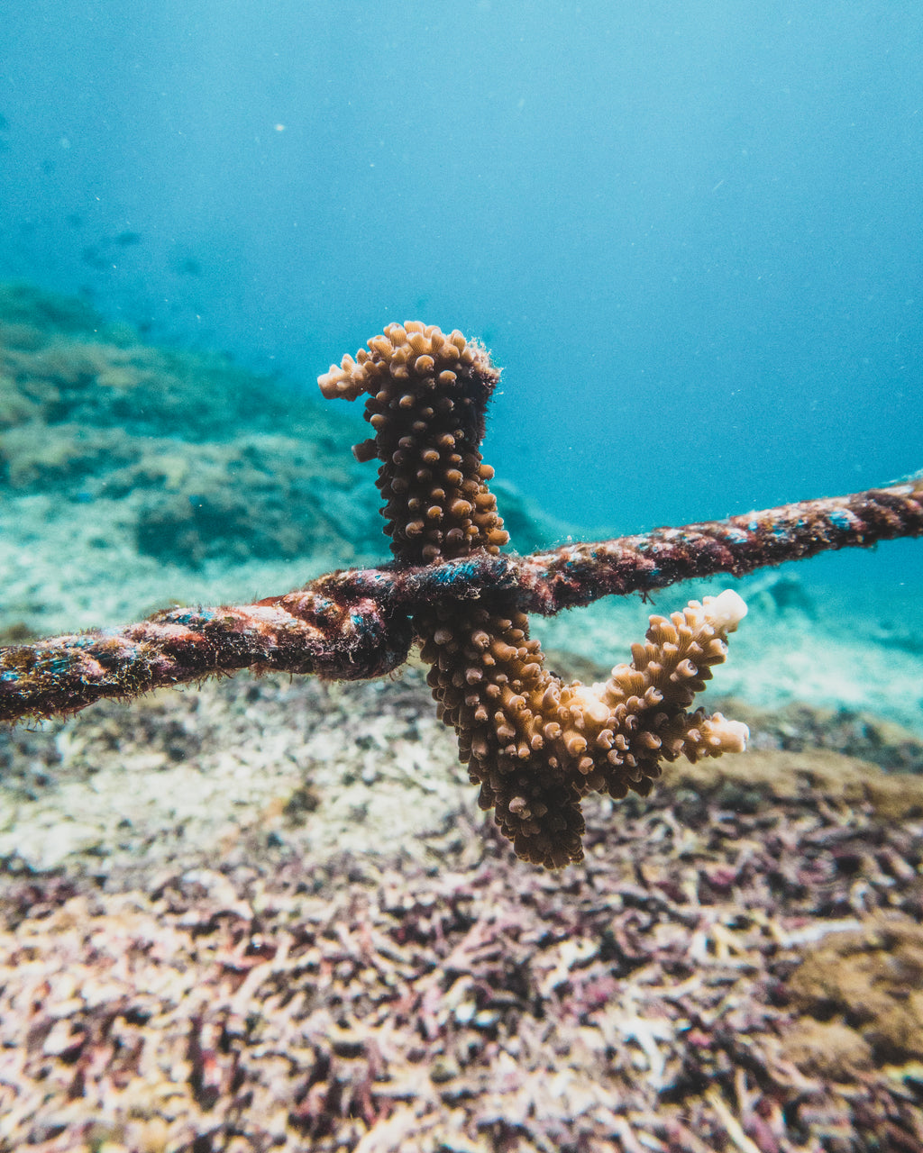 Plant A Grown Coral