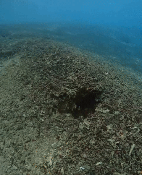 Restore An Entire Reef Ecosystem