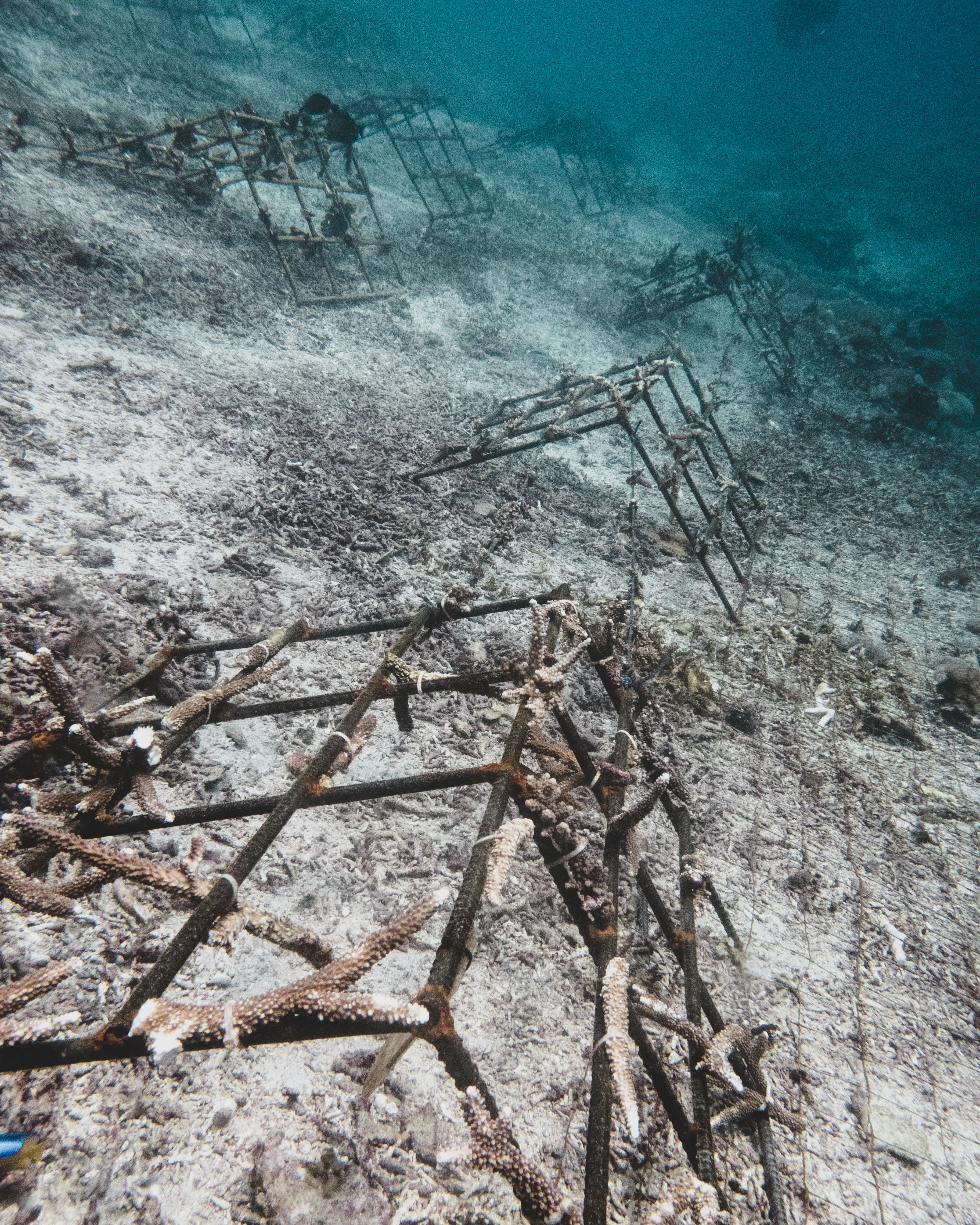 Be Parent Of A Coral Family