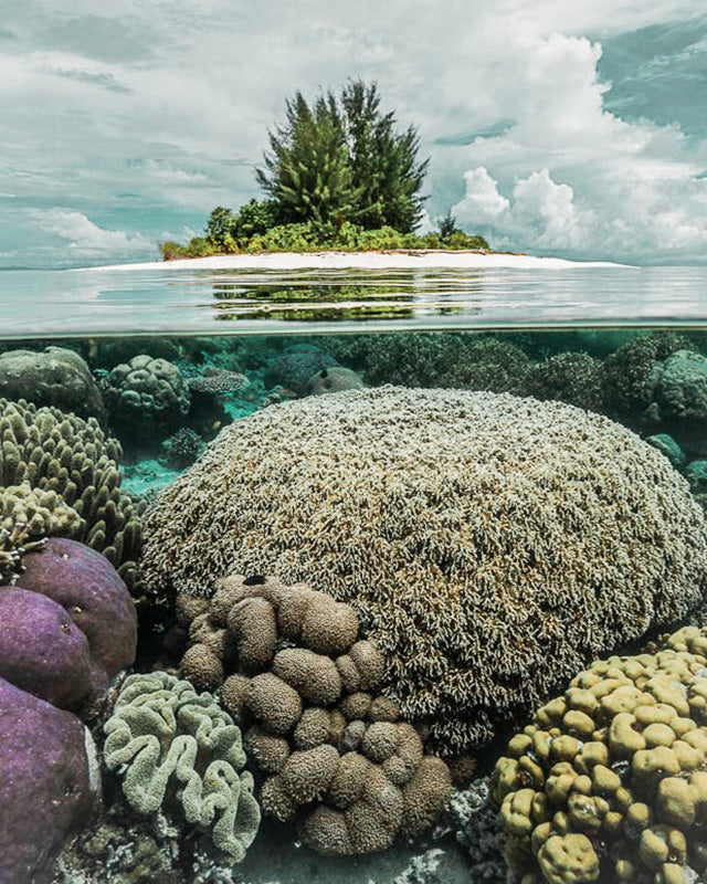Restore An Entire Reef Ecosystem